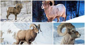 Caratteristiche dell'habitat e della forma fisica delle pecore bighorn, cosa mangiano