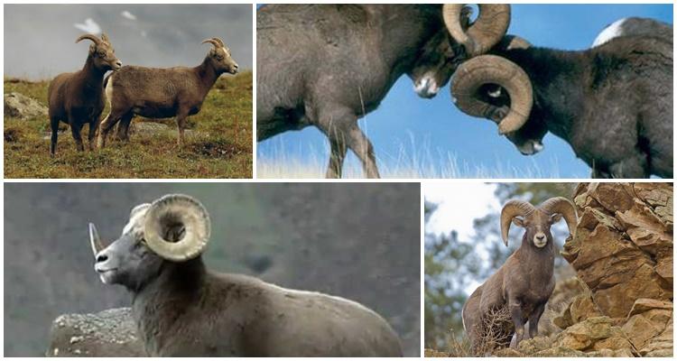 bighorn πρόβατα