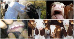 Símptomes i epizootologia de diarrea vírica del bestiar, instruccions de tractament