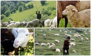 Quy tắc và định mức chăn thả cừu trên một ha, bao nhiêu cỏ ăn một giờ