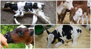 Causes and symptoms of paratyphoid fever in calves, treatment and prevention
