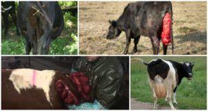 Karvės gimdos prolapsas, jų priežastys ir simptomai, gydymas ir prevencija