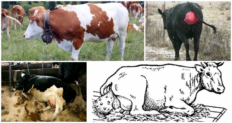prolapso del útero en una vaca