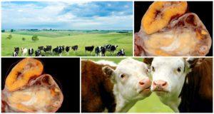 Cause e sintomi dell'ipofunzione ovarica nelle mucche, regime di trattamento
