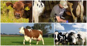 Kāpēc govs saspiež pienu un nedod visu, iemeslus un ko darīt