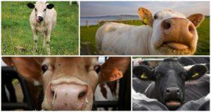 Razlozi zašto krava može kašljati i kućno liječenje