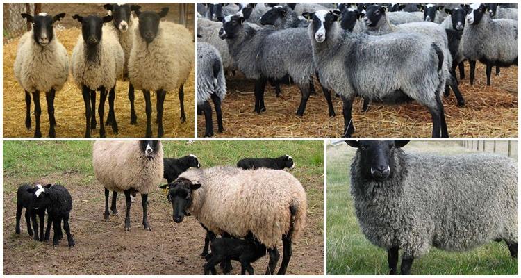 različite ovce