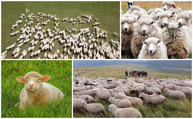 avių ganymas