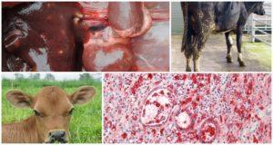 Αιτίες και συμπτώματα κοκκιδίωσης στα βοοειδή, θεραπεία και πρόληψη