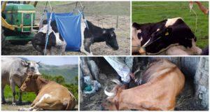 Come allevare una mucca senza verricello dopo aver sdraiato, sintomi e trattamento