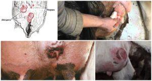 16 běžných chorob vemene krav a jejich léčba