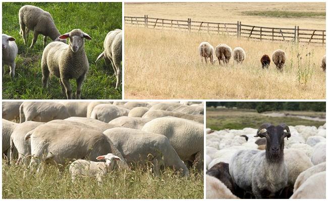 chăn thả cừu