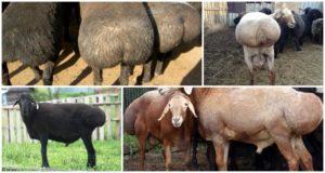 Descripció de les ovelles de cua grassa i la seva aparença, races 5 més importants i les seves característiques