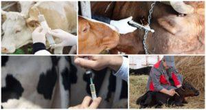 Σχέδιο και πρόγραμμα εμβολιασμού βοοειδών από τη γέννηση, ποιοι εμβολιασμοί χορηγούνται στα ζώα