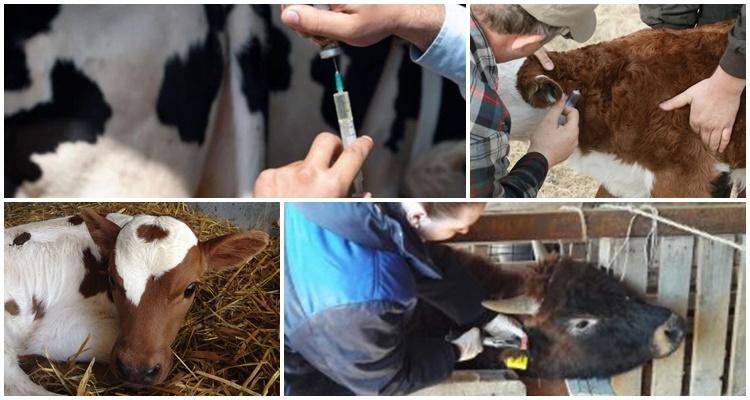 szczepionka dla bydła