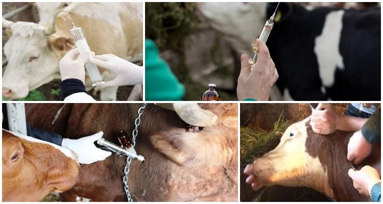 szczepionka dla bydła