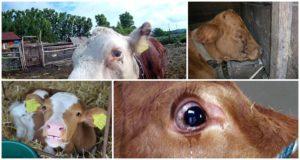 Perché un vitello può lacrimare gli occhi, frequenti malattie e cure