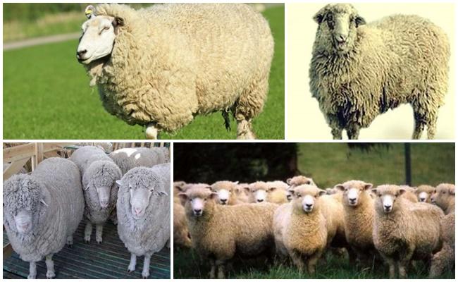 Kuibyshev breed of sheep