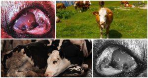 Symptoms and biology of the development of thelaziosis in cattle, treatment and prevention