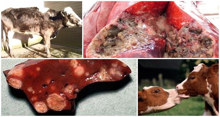 Símptomes i diagnòstic de tuberculosi en bestiar, tractament i vacunació