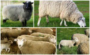 Popis a charakteristika plemene ovcí Kuibyshev, pravidla údržby