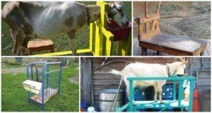 Dimensioni e disegni delle macchine per la mungitura delle capre e come farlo da soli
