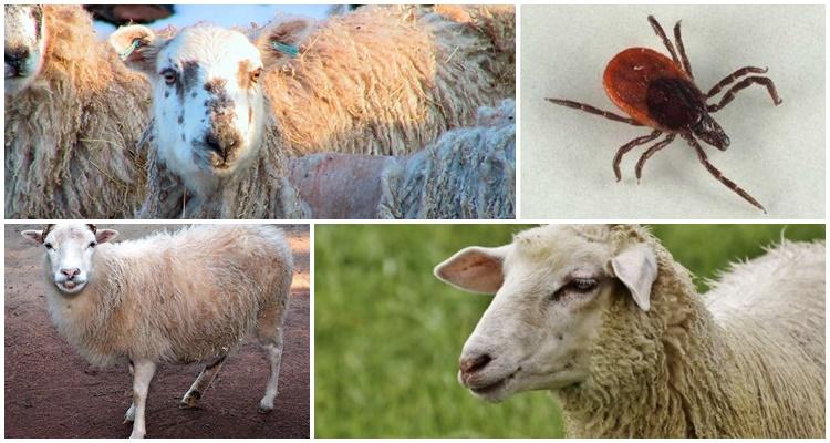 ticks in sheep
