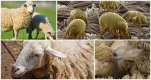 Cách chữa bệnh cho cừu khỏi bọ ve và rận, thuốc và các biện pháp dân gian