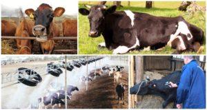 Pourquoi une vache transpire beaucoup, causes et traitements