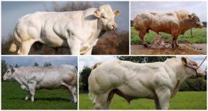 Beschrijving en kenmerken van koeien van het Belgische blauwe ras, hun inhoud