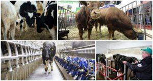 Why and how many times a year grading of livestock is carried out and evaluation criteria