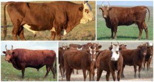 Causes et signes de réticulite traumatique chez les bovins, traitement et prévention