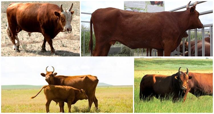 Giống bò Kalmyk