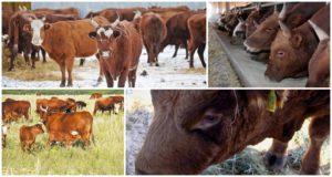 Opis i karakteristike pasmine krava Kalmyk, pravila za njihovo održavanje