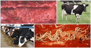 Symptoms and diagnosis of dictyocaulosis in ruminants, treatment and prevention