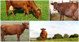 Descripció i característiques de les vaques de la raça Krasnogorbatov, el seu contingut