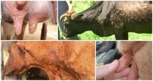 Símptomes i diagnòstic de vaca, tractament i prevenció de bestiar