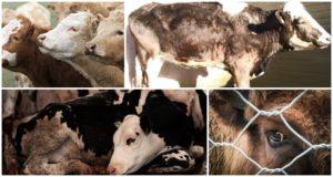 Tierseuche und Symptome der Leptospirose bei Rindern, Behandlung und Prävention