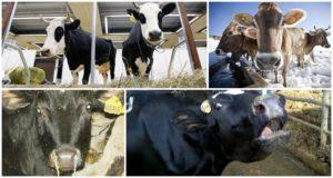 Síntomas de la parainfluenza-3, tratamiento y prevención del ganado.