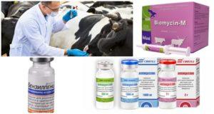 Signos y diagnóstico de clostridiosis en bovinos, tratamiento y prevención
