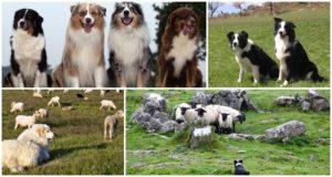 Beschrijving van de top 11 beste hondenrassen die schapen laten grazen en hoe een puppy te kiezen