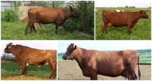 Descripción y características de las vacas de la raza Bestúzhev, manteniendo las reglas.