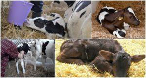 Symptoms and diagnosis of dyspepsia in calves, treatment regimens and prevention