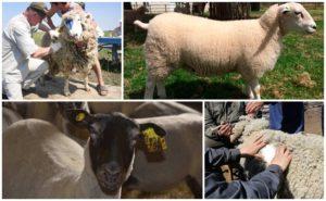 What is meant by the grading of sheep and its varieties, the rules for