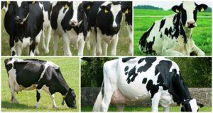 Storia e descrizione della razza bovina olandese, delle loro caratteristiche e del contenuto