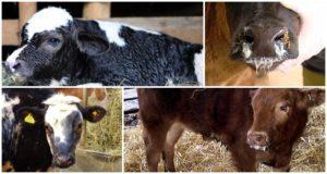 Beskrivelse og symptomer på sygdomme hos kalve, deres behandling derhjemme
