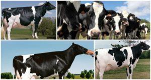 Beschrijving en kenmerken van Holstein-Friese koeien, hun inhoud