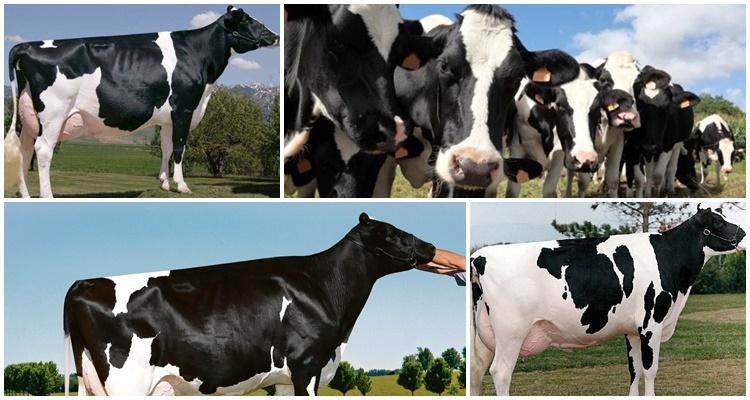 Holstein Friesian Rasse von Kühen