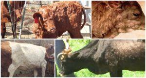 Síntomas y diagnóstico de la enfermedad cutánea con bultos, tratamiento y prevención del ganado