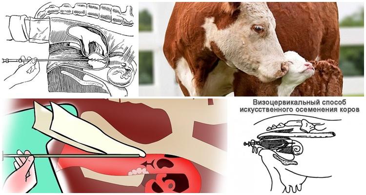 insémination visocervicale des vaches